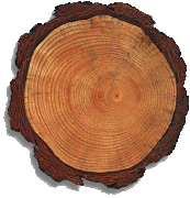 Growth rings, the memories of trees  
